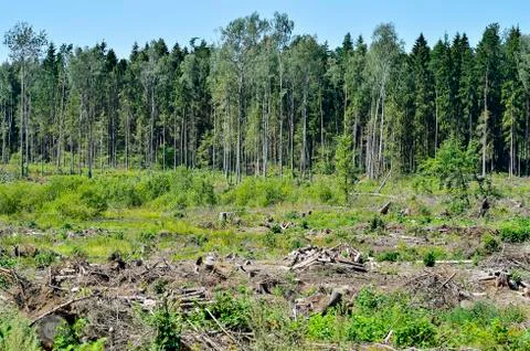 Deforestation, harvesting of raw materials for construction Stock Photos