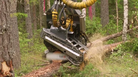 Deforestation. Harvesting trees in the forest using a logging machine. Stockbeeldmateriaal 278680239