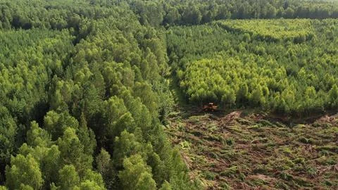 Deforestation: heavy machine destroying trees in lush forest Stock Photos