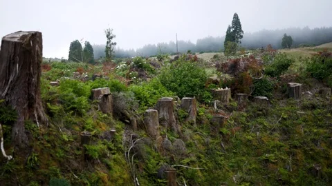 Deforestation with human influence on the environment Stock Footage 101824648