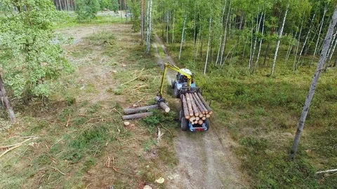 Deforestation. Hydraulic loader forklift loads logs onto trailer. Loading timber Stock Footage 95326157