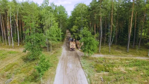 Deforestation. Hydraulic loader forklift loads logs onto trailer. Loading timber Stock Footage 95333921