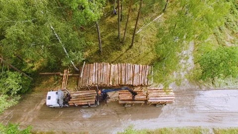 Deforestation. Hydraulic loader forklift loads logs onto trailer. Loading timber Stock Footage 95339128