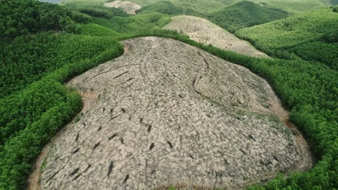 Deforestation Impact, Aerial Contrast with Greenery Stock Footage 263513655