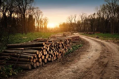 Deforestation industry Stock Photos