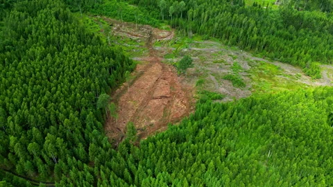 Deforestation inside spruce pine tree forest, aerial Drone View evergreen Stock Footage 280047684