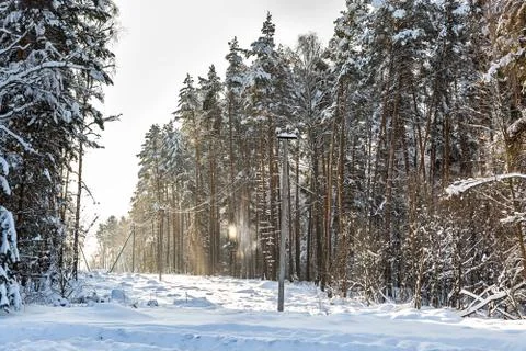 Deforestation, junction of power lines. glade for power line. Winter forest a Stock Photos