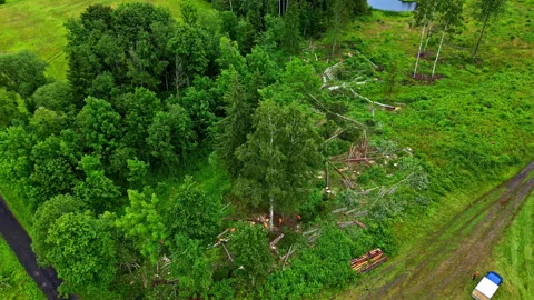 Deforestation, land with cut trees, top-down aerial view nature disaster Stock Footage 279528070