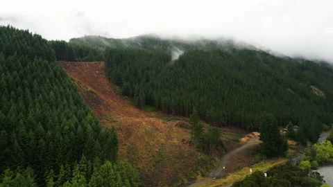 Deforestation land plot in New Zealand, Nelson area, aerial orbit view Vídeos de archivo 234156895
