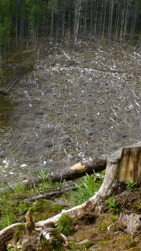Deforestation landscape with tree stumps after clear-cut logging Видео 334388952