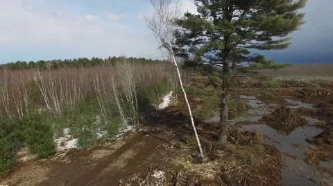 Deforestation of large area 4k Stock Footage 61377100