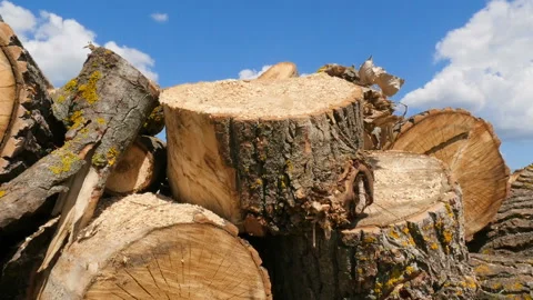 Deforestation. A large pile of sawn trees. Thick trunks. Bright blue sky with Video stock 120131739
