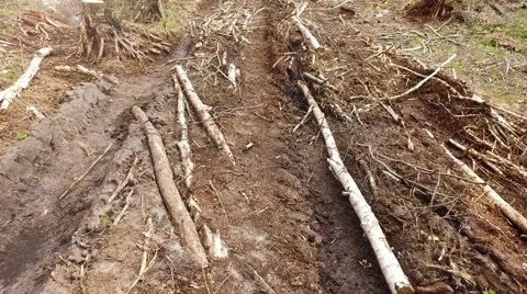 Deforestation, lifeless part of the forest ecology Stock Footage 64777409