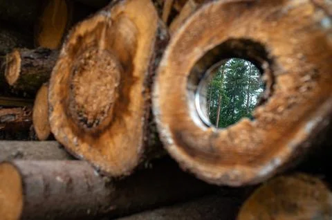 Deforestation in Lithuania. Cutting trees massively. Metaphor concept of re.. Stock Photos