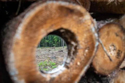 Deforestation in Lithuania. Cutting trees massively. Metaphor concept of re.. Stock Photos