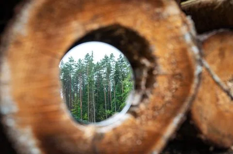 Deforestation in Lithuania. Cutting trees massively. Metaphor concept of re.. Stock Photos