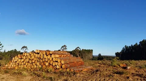 Deforestation, logging and the timber industry Stock Footage 43717378