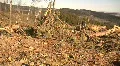 deforestation logging industry ecological damage HD Footage