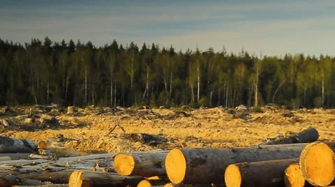 Deforestation logging pile 動画素材 49905636