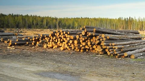 Deforestation logging pile 動画素材 49921195