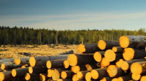Deforestation logging pile Stock Footage 49921372