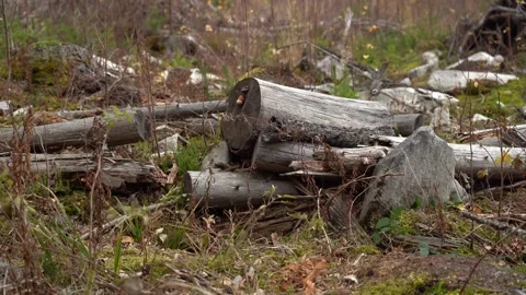 Deforestation. Logs are stacked in a forest area Vidéo 330120722