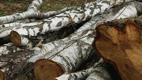 Deforestation. Logs of birch tree lying in the forest Video stock 131406474