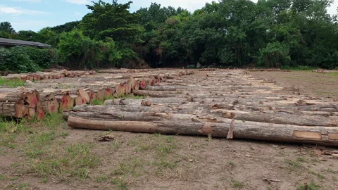 Deforestation logs cut pile rest on goverment field Video stock 162896039