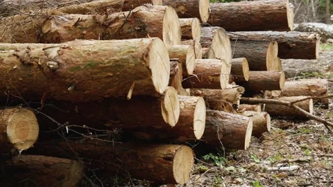 Deforestation. Logs of pine tree lying in the forest Video stock 131406475