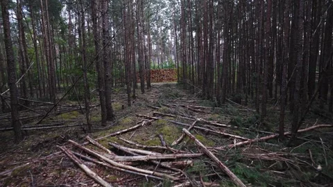 Deforestation. Logs of trunks in the middle of the forest. Harvesting wood. Stock Footage 258984302
