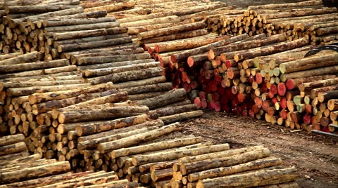 Deforestation Lumberyard with Hydraulic Grabber loading timber on Bulk Carrier Vídeo Stock 68080524