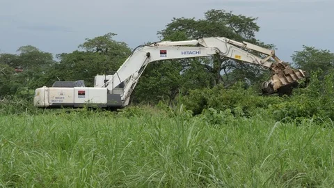 Deforestation machine at rain forest 4K Stockbeeldmateriaal 71244116