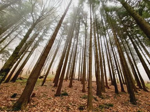 Deforestation makes climate change and global warming Stock Photos