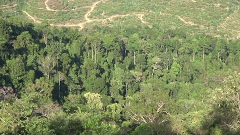 Deforestation, Malaysia Stock Footage 224400333