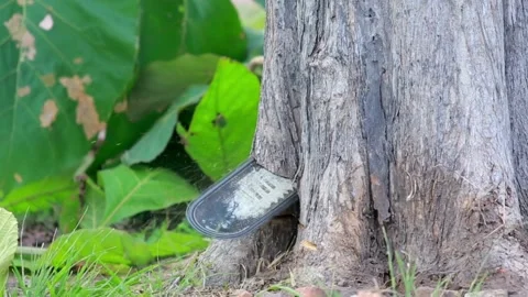 Deforestation, A man saws a sawmill with a chainsaw section of a tree trunk Stock Footage 336569858