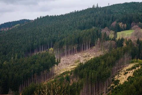 Deforestation in the mountains. Causing environmental damage. Stock Photos