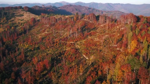 Deforestation in mountains Stock Footage 255098466