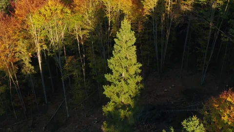 Deforestation in mountains Video stock 255102417