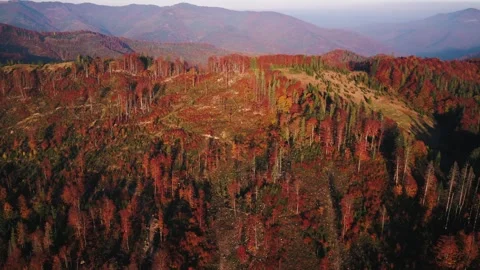 Deforestation in mountains Video stock 255183346