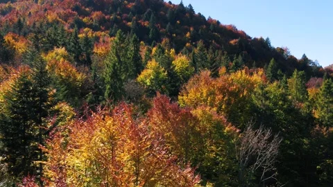 Deforestation in mountains Stock Footage 255800008