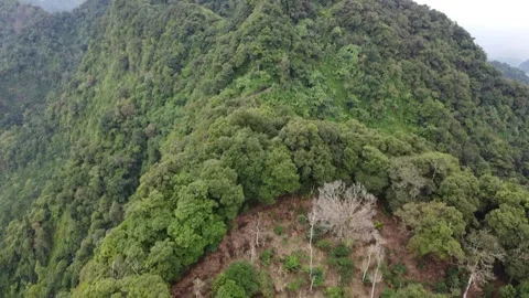 Deforestation in the Muria Mountains Stock-Footage 278962286