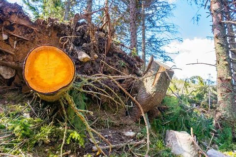 Deforestation of nature environment Stock Photos