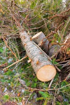 Deforestation of nature environment Stock Photos