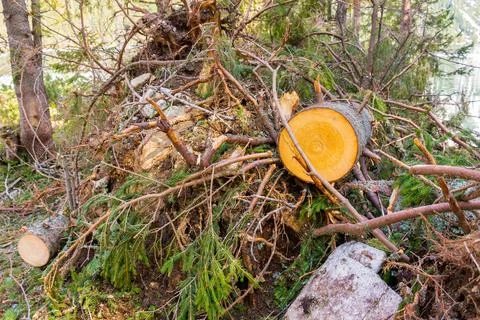 Deforestation of nature environment Stock Photos