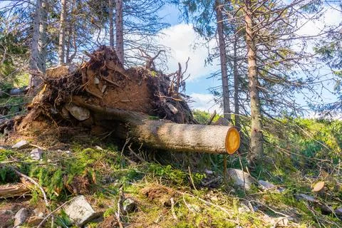 Deforestation of nature environment Stock Photos