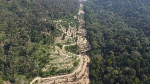 Deforestation near electric tower Stock Footage 149203936