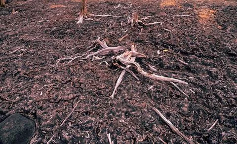 Deforestation in northeastern Europe Stock Photos