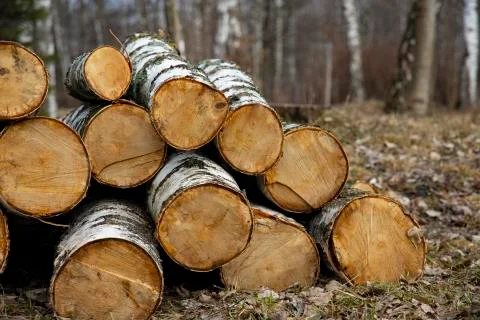 Deforestation nowadays ecological problem felling of trees piles wooden objec Fotos de archivo