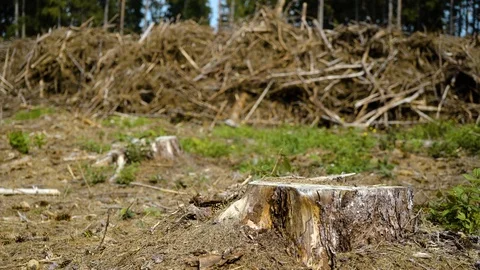 Deforestation of an old forest Video stock 94641490