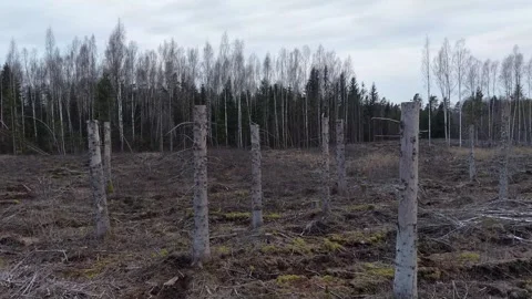 Deforestation in old spruce and birch forest 2026 Stock Footage 331538922